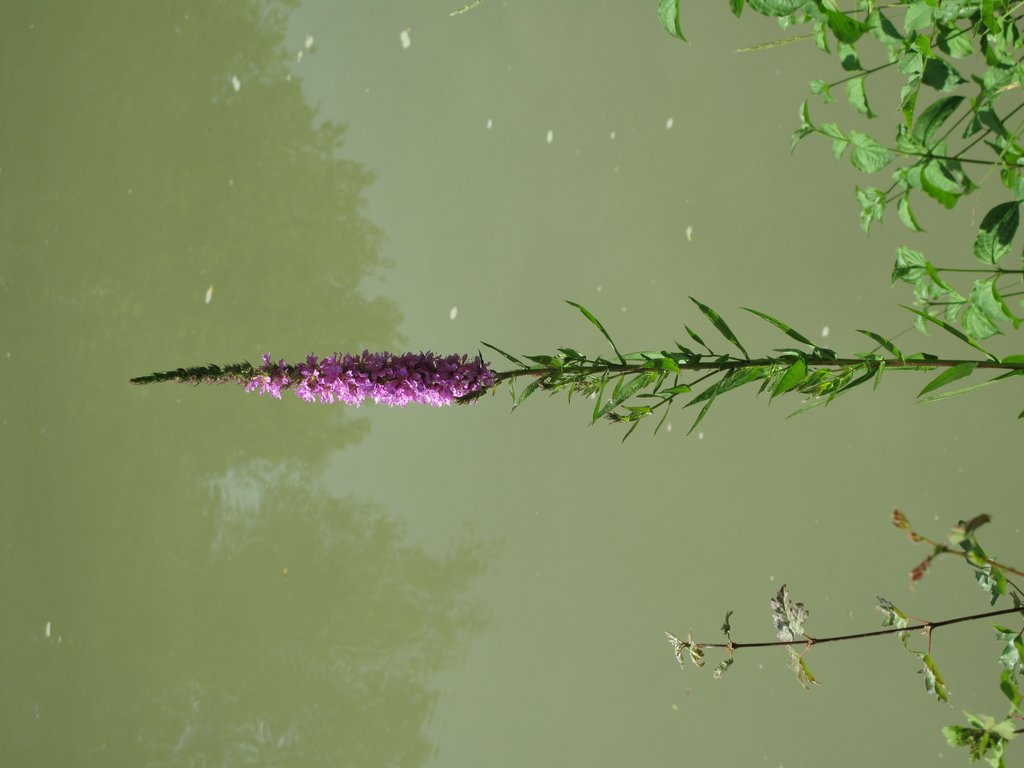 Lythrum salicaria